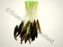 35cm Stripped Feather Mixed Coque 10cm pc - Tropic Lime