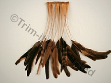 35cm Stripped Feather Mixed Coque 10cm pc - American Tan