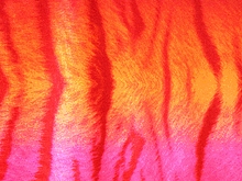 Flourescent Bengal Tiger Lycra - Flo. Apricot/Neon Cerise