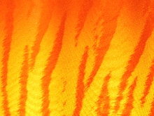 Flourescent Bengal Tiger Lycra - Tropic Lime/Flo. Orange