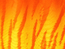 Flourescent Bengal Tiger Stretch Net - Tropic Lime/Flo. Orange