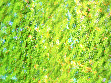 Meteor Silver Hologram Lycra - Flo. Apple