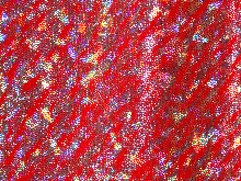 Meteor Silver Hologram Lycra - Flamenco Red