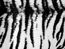 Siberian Tiger Lycra - Black/White