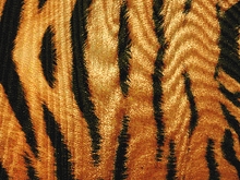 Siberian Tiger Stretch Net - Gold/Black