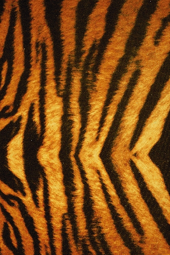 Siberian Tiger Smooth Velvet Lycra - Black/Gold